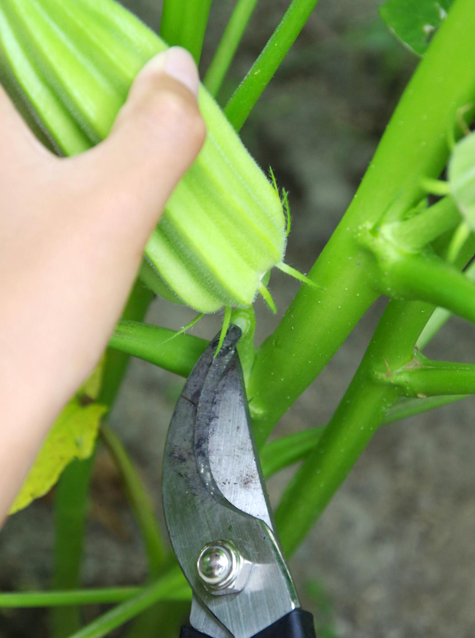 Okra Planting, Growing, and Harvesting Okra Plants The Old Farmer's